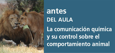 Correo del Maestro antes del aula