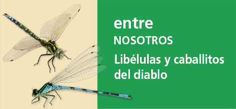 Correo del Maestro entre nosotros